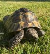 Hermanns : Male approx 15 years old (Hermy)